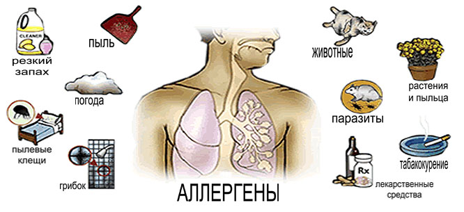 аллергены
